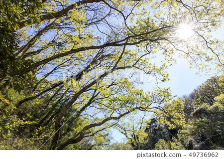 Koami Forest (spring) Koami Forest (spring) 49736962
