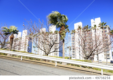 Oami generation (spring) Oami generation (spring) 49738258
