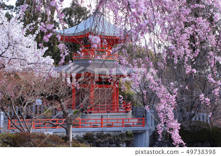 Kyoto Shoho-ji Temple Hitoshi Tower and Sakura Kyoto Shoho-ji Temple Hitoshi Tower and Sakura 49738398
