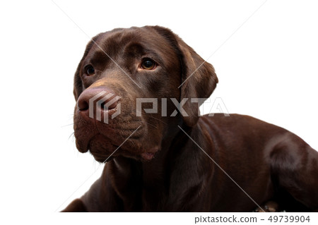 Portrait of a Labrador Retriever on a white Portrait of a Labrador Retriever on a white 49739904