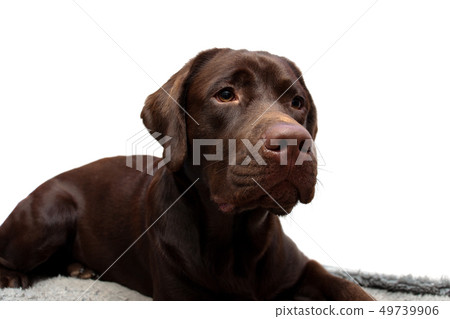 chocolate labrador retriever on a white background chocolate labrador retriever on a white background 49739906