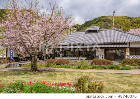 櫻花路邊站Hana no Sansho Izu Matsuzaki Amagi Sanbo 櫻花路邊站Hana no Sansho Izu Matsuzaki Amagi Sanbo 49740076