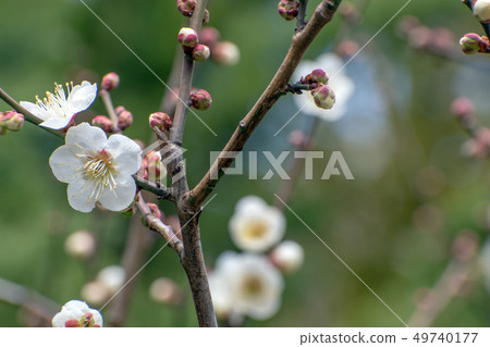 Plum blossoms and buds Plum blossoms and buds 49740177