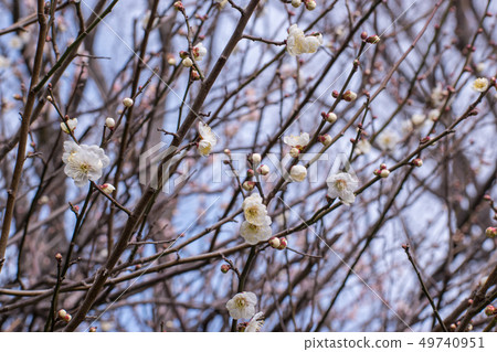 梅花和芽 49740951