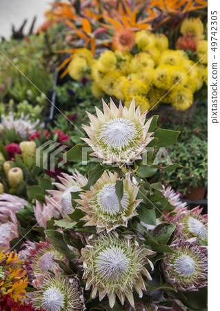 PORTUGAL MADEIRA FUNCHAL FLOWER FESTIVAL 49742305