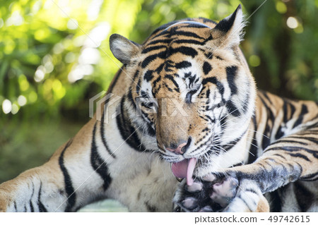 THAILAND PATTAYA NONG NOOCH TIGER SHOW 49742615