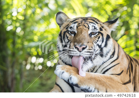 THAILAND PATTAYA NONG NOOCH TIGER SHOW THAILAND PATTAYA NONG NOOCH TIGER SHOW 49742618