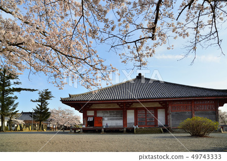 Spring Jodo-ji Temple Jodo-do and the scenery of cherry blossoms Ono Spring Jodo-ji Temple Jodo-do and the scenery of cherry blossoms Ono 49743333