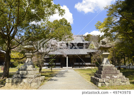 [Wakayama Prefecture Iwade City] Negoro-ji Temple and Sakura 49743978