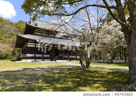 [Wakayama Prefecture Iwade City] Negoro-ji Temple and Sakura 49743983