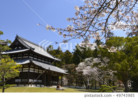 [Wakayama Prefecture Iwade City] Negoro-ji Temple and Sakura 49743985