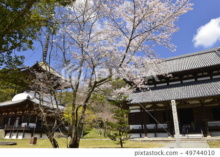 [Wakayama Prefecture Iwade City] Negoro-ji Temple and Sakura 49744010