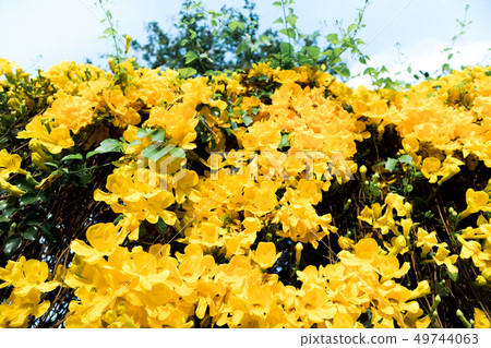 Look-up shot of yellow flowers Cat's Claw Creeper Look-up shot of yellow flowers Cat's Claw Creeper 49744063