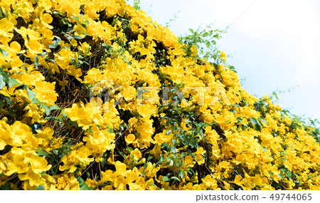 Look-up shot of yellow flowers Catclaw Vine Look-up shot of yellow flowers Catclaw Vine 49744065