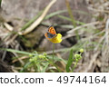 Small butterfly 49744164