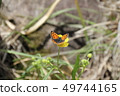 Small butterfly 49744165