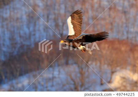 Flying rare eagle. Steller's sea eagle 49744225