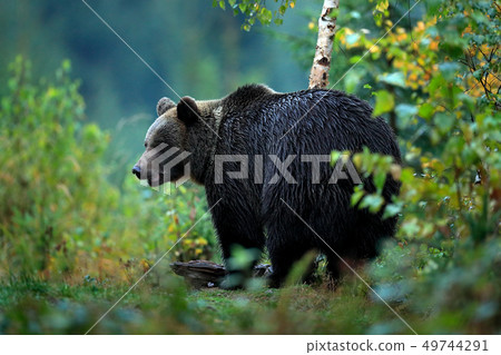 Wildlife from Europe. Autumn trees with bear 49744291