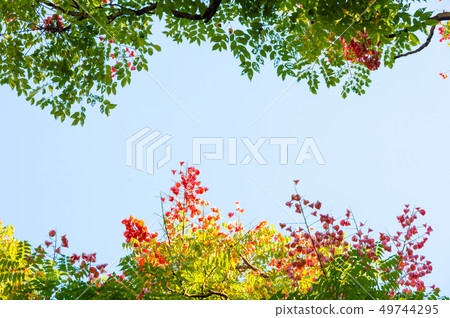 Top view with tree branch and blue sky 49744295