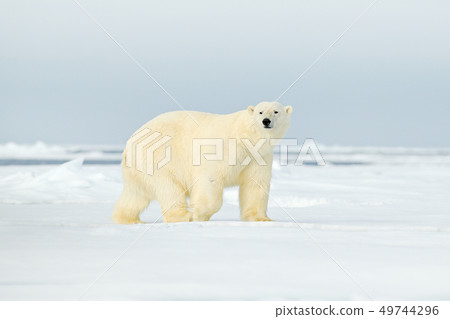 Polar bear on drift ice edge with snow a water 49744296