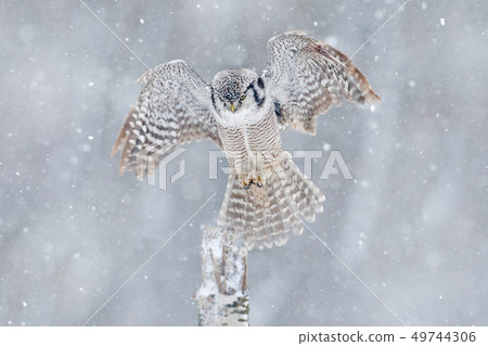 Owl with open wings from Finland. 49744306