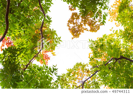 Top view with tree branch and blue sky 49744311