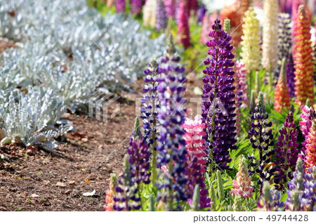 盧平（Nobori Fuji） 49744428