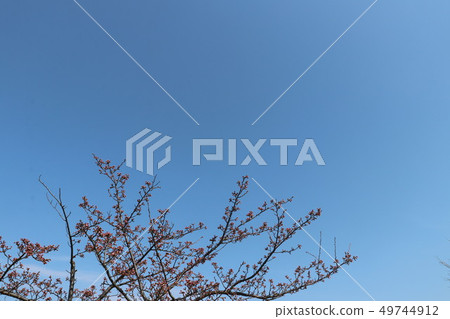 Cherry tree and bud close to flowering 49744912