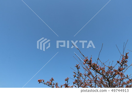 Cherry tree and bud close to flowering Cherry tree and bud close to flowering 49744913