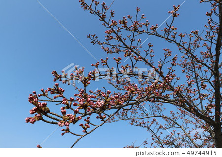Cherry tree and bud close to flowering 49744915