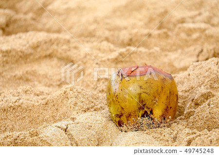 Palm fruit rolling on a sandy beach # 4 Palm fruit rolling on a sandy beach # 4 49745248