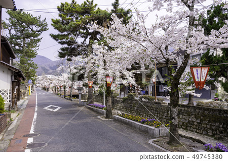 岡山縣高橋市Ashiyagawa Mikan區櫻花樹與蘆屋河一起排列 49745380