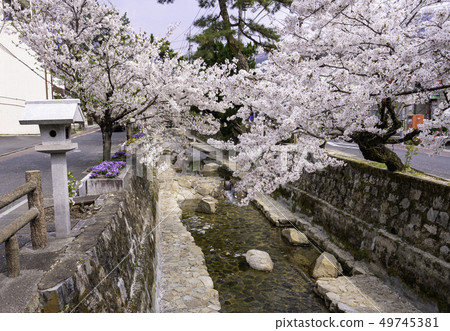 岡山縣高橋市Ashiyagawa Mikan區櫻花樹與蘆屋河一起排列 49745381