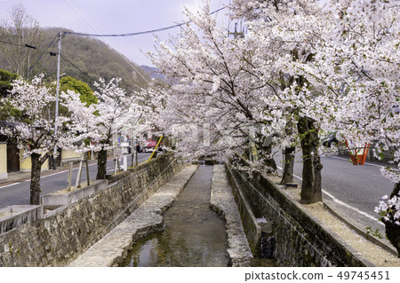 Takahashi City, Okayama Prefecture Ashiyagawa Mikan District Cherry blossom trees lined with Ashiya River Takahashi City, Okayama Prefecture Ashiyagawa Mikan District Cherry blossom trees lined with Ashiya River 49745451