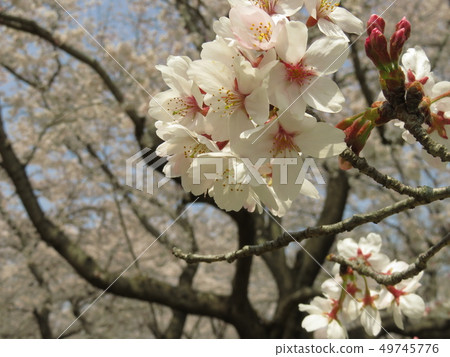 Cherry blossoms in full bloom Cherry blossoms in full bloom 49745776