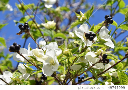 Shiroyamabuki (White Yamabuki) 49745999