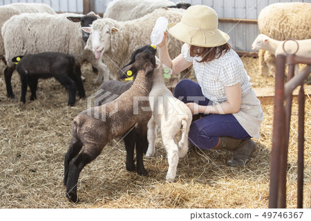 綿羊 羊 牛奶 49746367