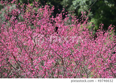 Cherry blossoms  49746632