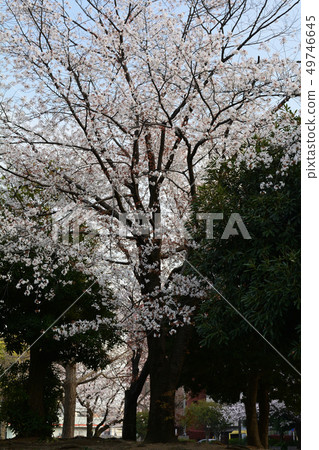 Yokohama Sorimachi Park Yokohama Sorimachi Park 49746645