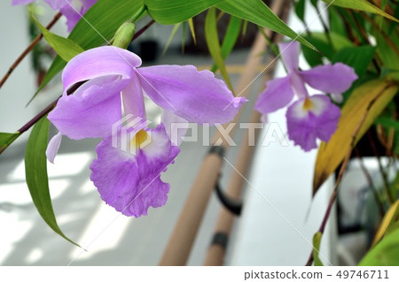 Cattleya Light purple flower 49746711