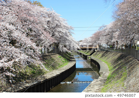 和田堀公園的櫻花 49746807