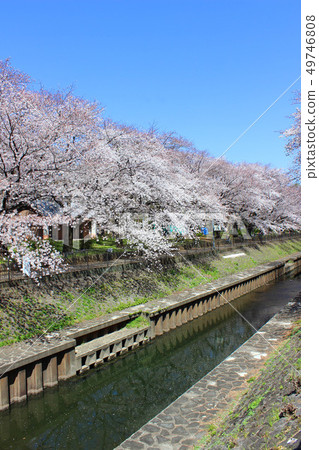 和田堀公園的櫻花 49746808