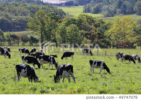 Cattle grazing in the Tokachi region of Hokkaido 49747076