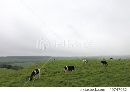 Hokkaido Kamishihoro Naitai Kogen Ranch Cattle grazing Hokkaido Kamishihoro Naitai Kogen Ranch Cattle grazing 49747082
