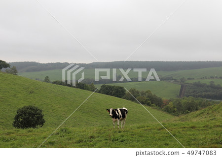 Hokkaido Kamishihoro Naitai Kogen Ranch Cattle grazing 49747083