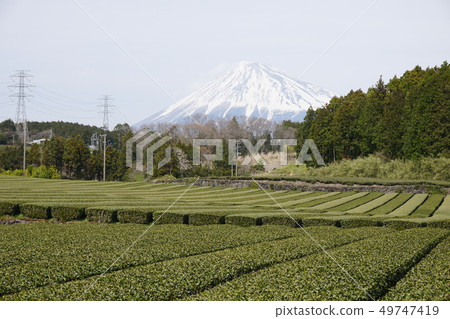 Mt. Fuji and the tea fields Fuji City, Shizuoka Prefecture Mt. Fuji and the tea fields Fuji City, Shizuoka Prefecture 49747419