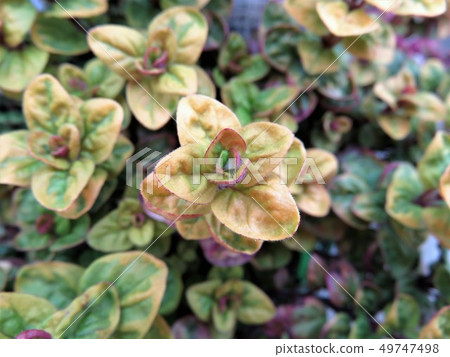 Oregano 49747498