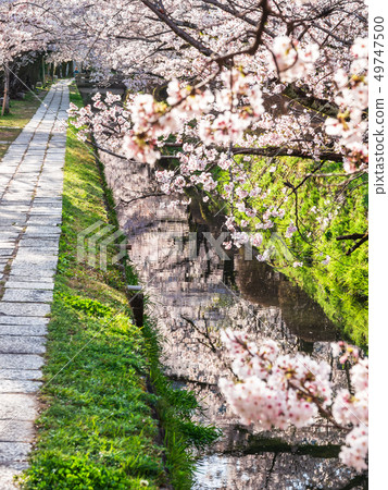 京都的春天哲學之路 京都的春天哲學之路 49747500