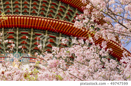 台灣的春天 49747599