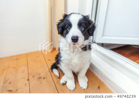 Funny portrait of cute smilling puppy dog border 49748239